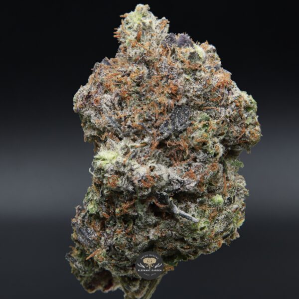 Gucci Pink from Elephant Garden single bud Feb 2026