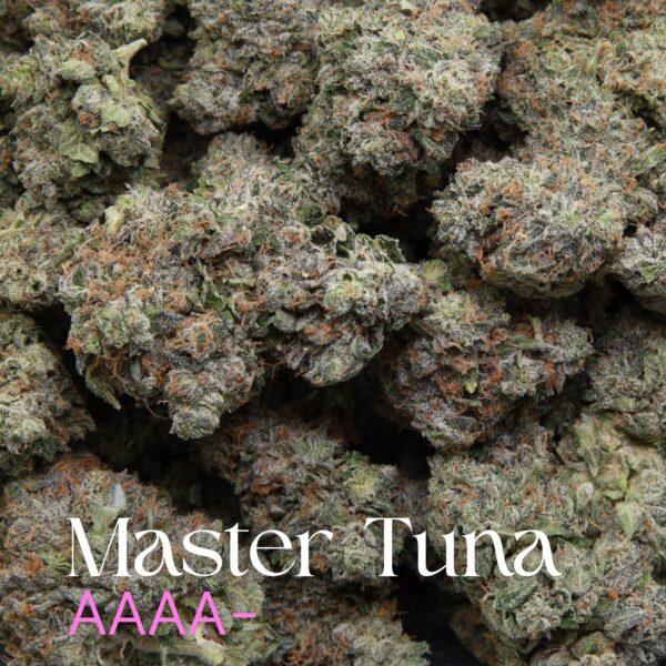 Master Tuna from Elephant Garden Multiple buds Feb 2026