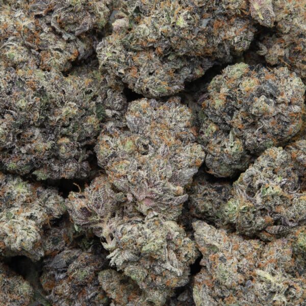 Mike Tyson from Elephant Garden multiple bud Feb 2026