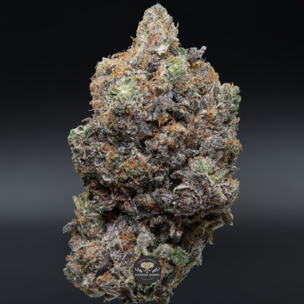 Mike Tyson from Elephant Garden single bud Feb 2026