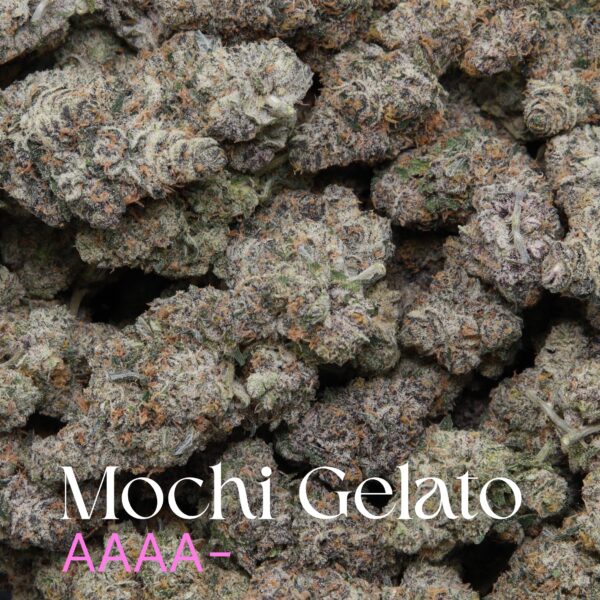 Mochi Gelato from Elephant Garden multiple buds Feb 2026