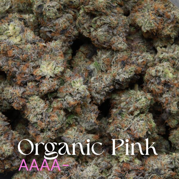 Organic Pink from Elephant Garden multiple buds