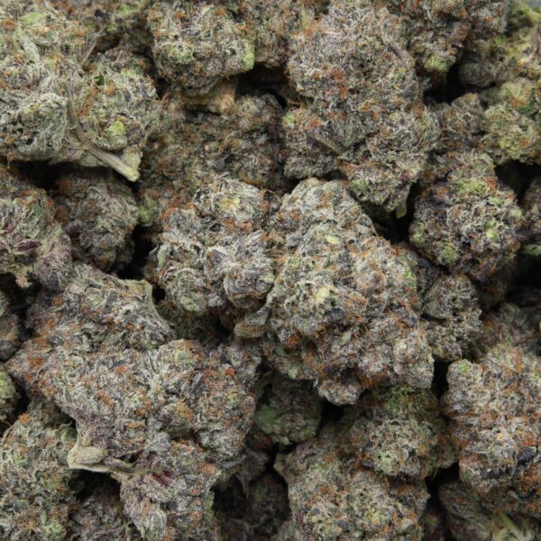 Pink Gasoline from Elephant Garden multiple bud Feb 2026