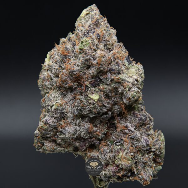 Pink Gasoline from Elephant Garden single bud Feb 2026