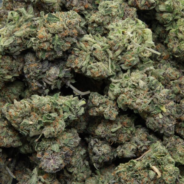 Pink Gorilla from Elephant Garden multiple bud Feb 2026