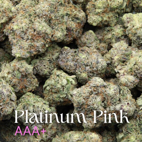 Platinum Pink from Elephant Garden Multiple buds Feb 2026