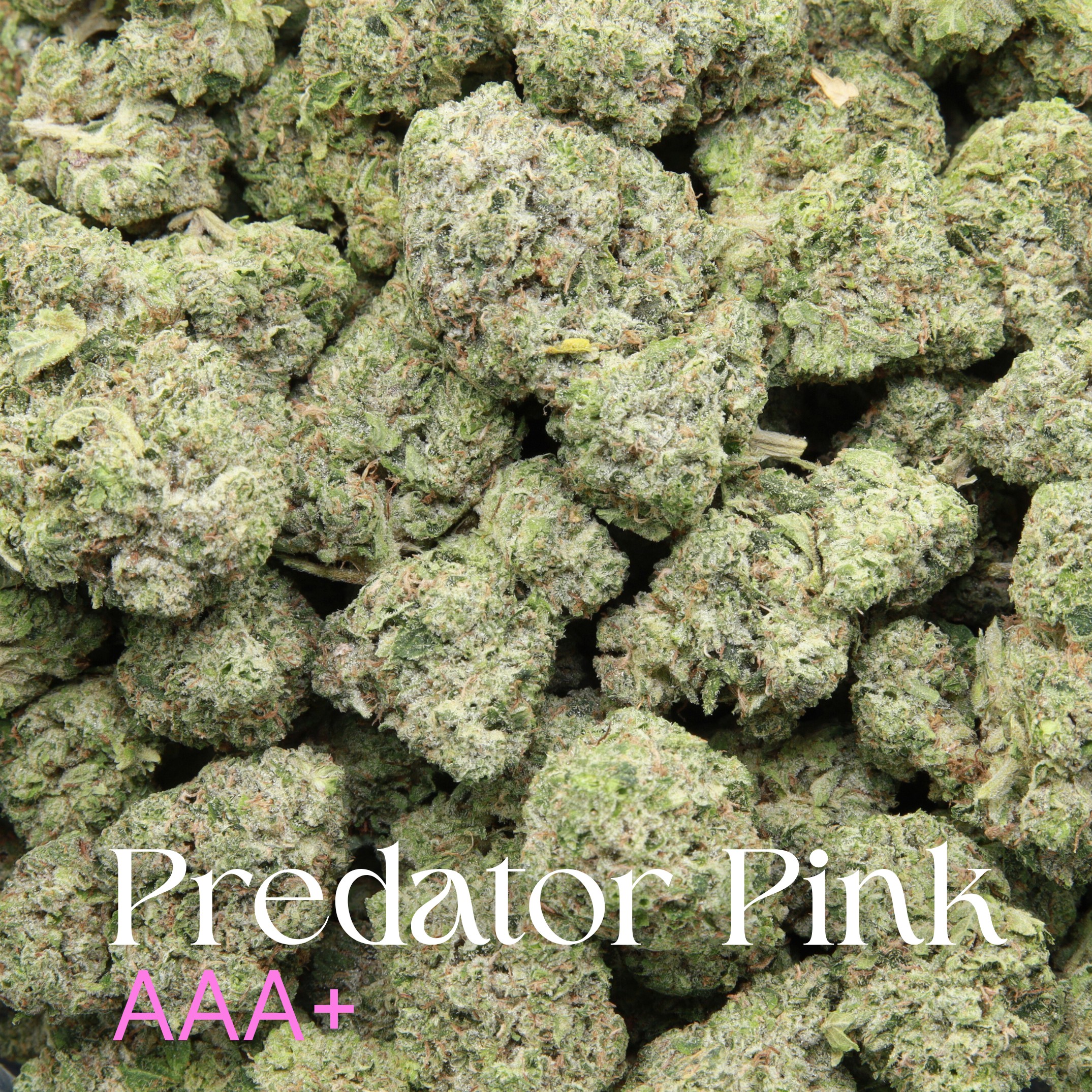 Predator Pink from Elephant Garden Multiple buds Feb 2026