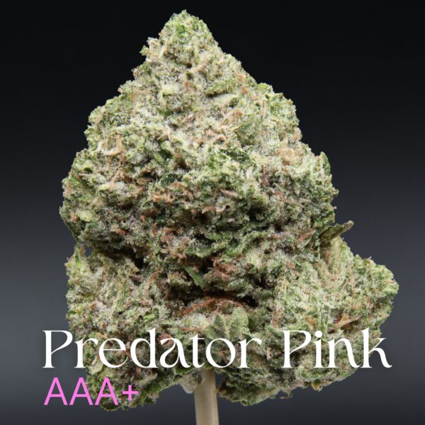 Predator Pink from Elephant Garden single bud Feb 2026