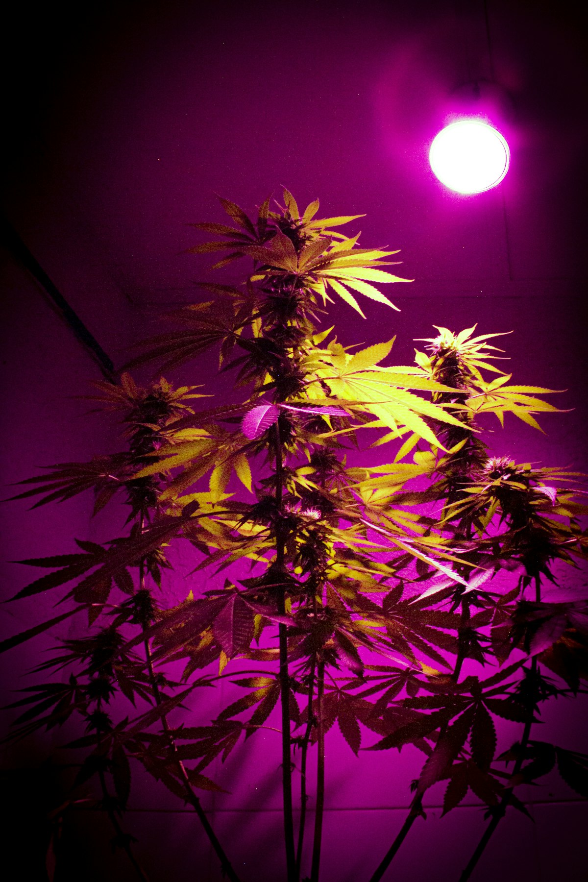 Cannabis plant under purple grow light creating a moody nighttime atmosphere