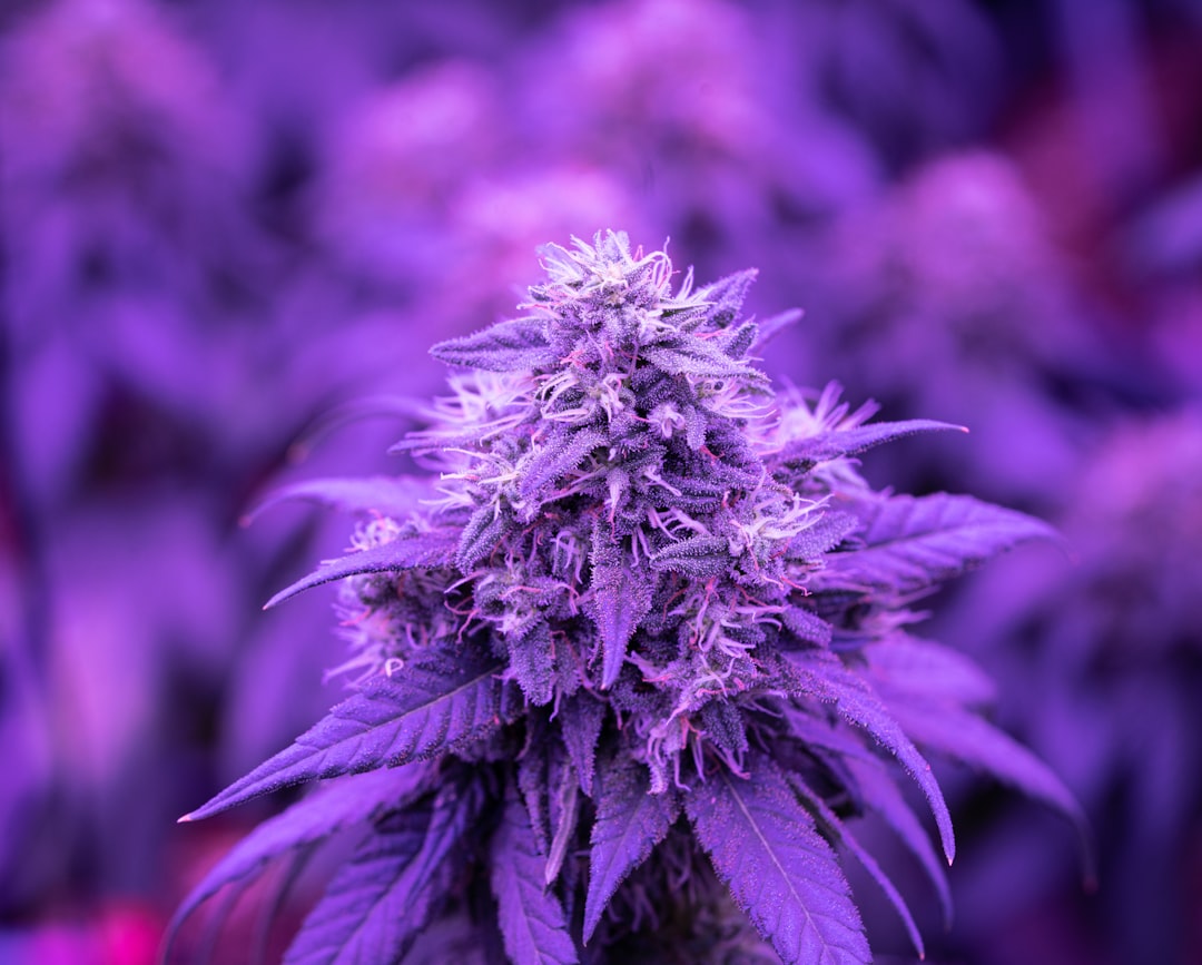 Close-up of purple cannabis indica flower with trichomes