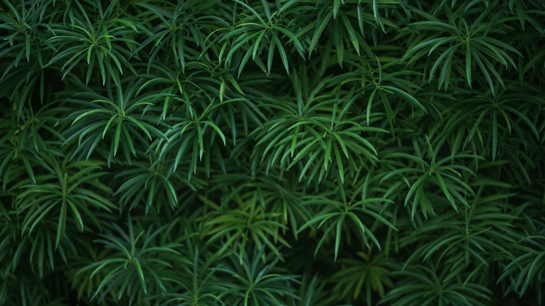 Lush green cannabis plants with broad indica leaves growing in dense formation