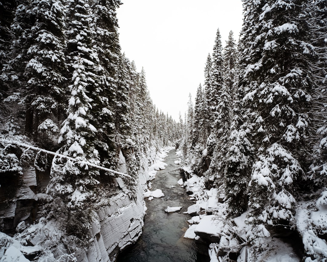 A snowy road with trees on either side in Northern Canada during winter