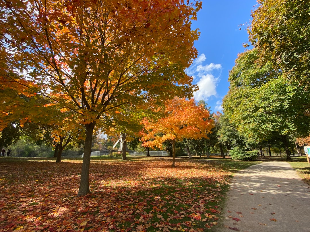Tree-lined path in a Guelph Ontario park during autumn with fallen leaves