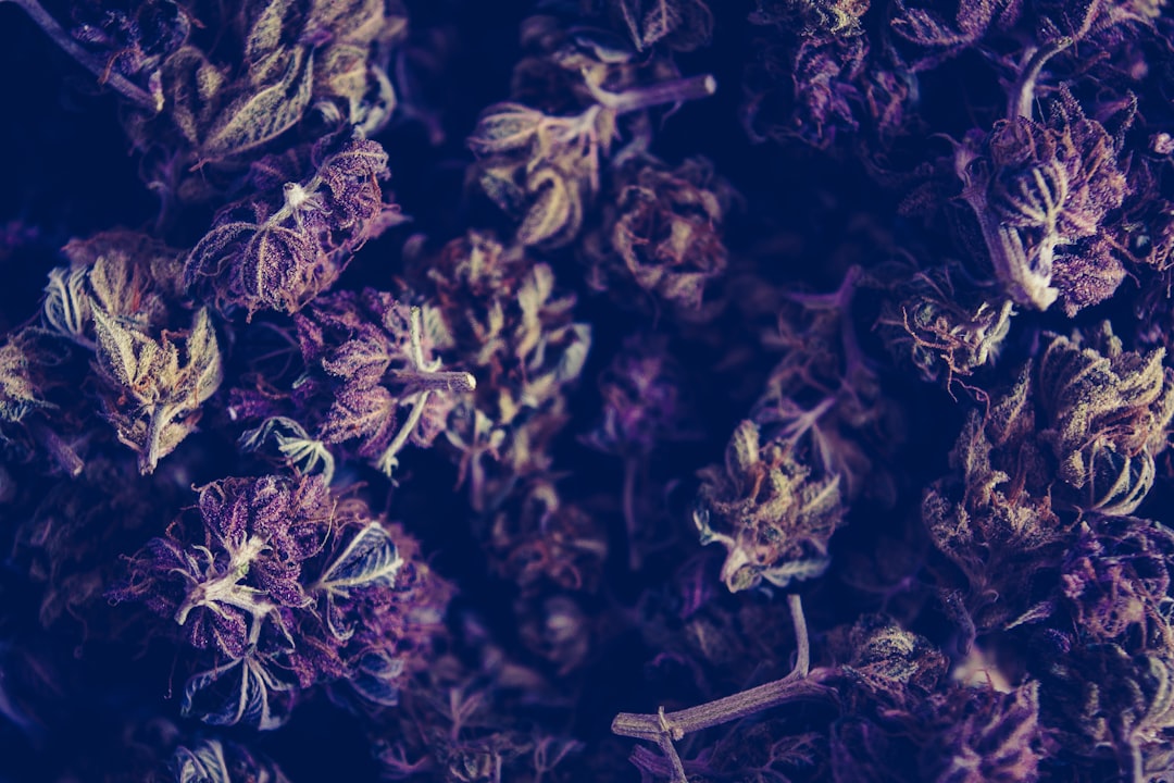 Close-up of purple cannabis buds similar to Blackberry Cream strain