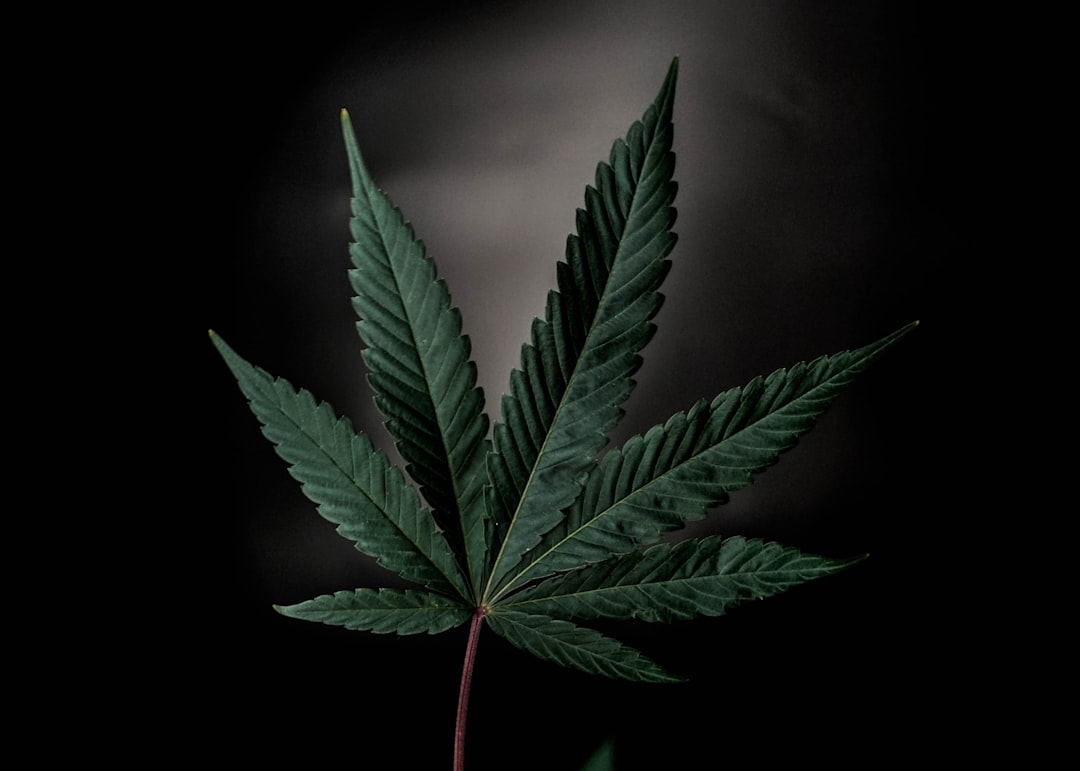Moody cannabis leaf photographed against a dark background with dramatic lighting
