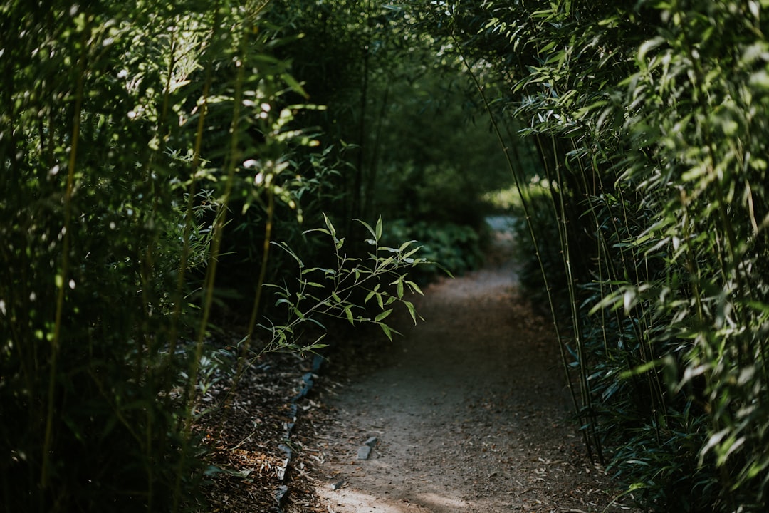 A winding path through a lush green forest representing the mindful journey of cannabis microdosing