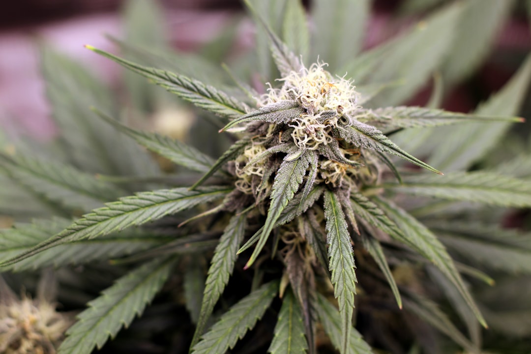 Macro shot of cannabis buds covered in frosty white trichomes showing AAAA quality