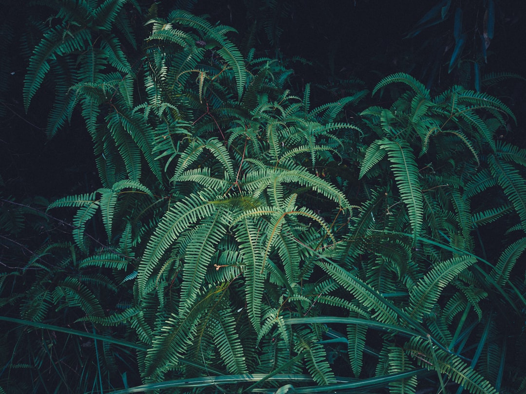 Healthy green indica cannabis plant with lush fan leaves growing outdoors