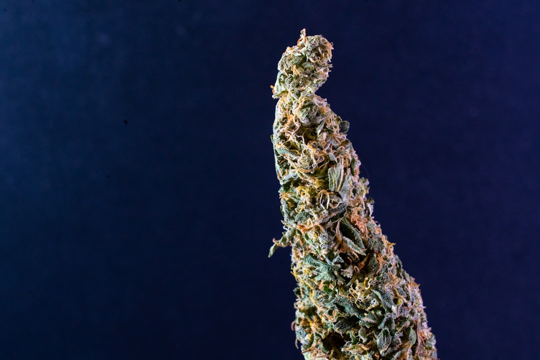 Dense cannabis indica bud showcasing orange pistils and trichomes