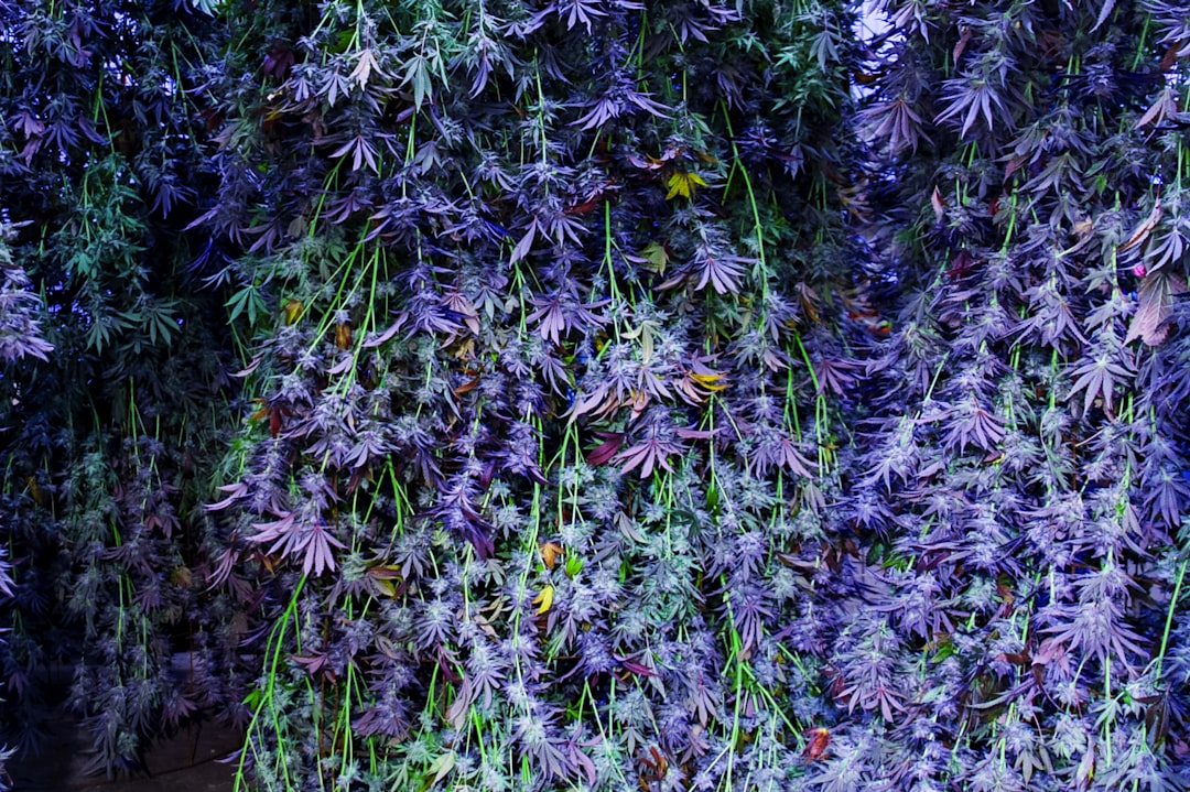 Purple-hued cannabis buds similar to the Blueberry Mac hybrid strain appearance