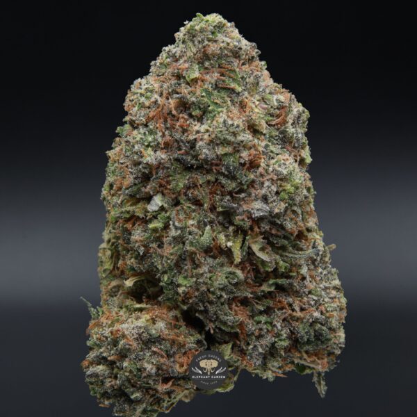 Death Valley OG from Elephant Garden single bud March 2026