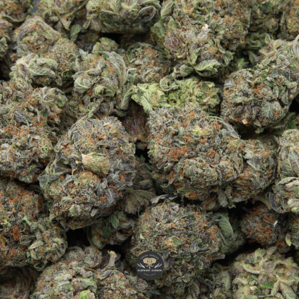 Greasy Pink from Elephant Garden multiple bud March 2026