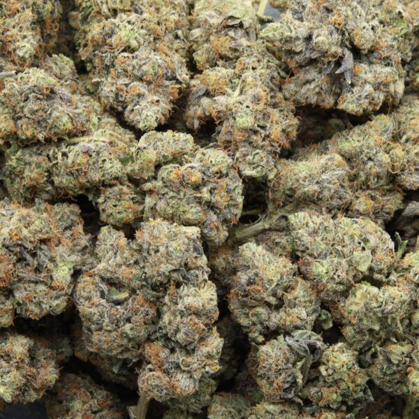 LSO Lindsay OG from Elephant Garden multiple bud March 2026