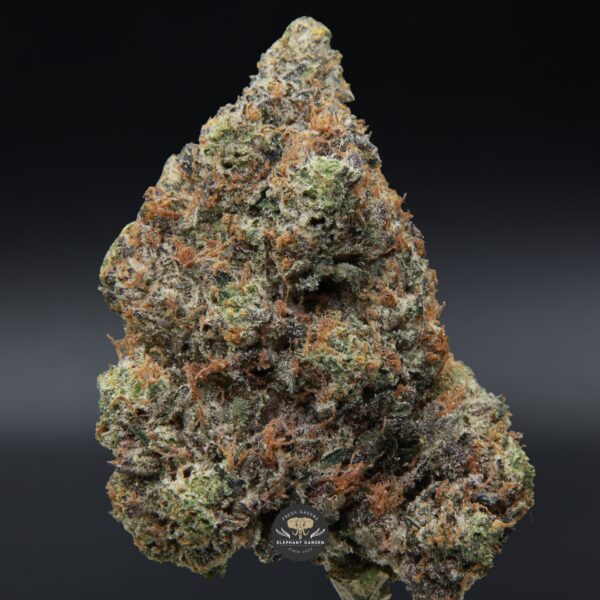 LSO Lindsay OG from Elephant Garden single bud March 2026