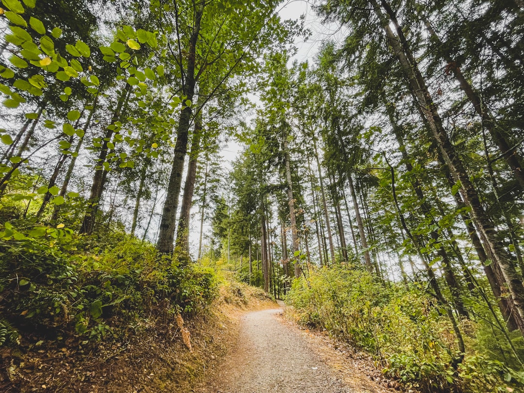Forest trail winding through lush green trees in the Pacific Northwest near Coquitlam BC