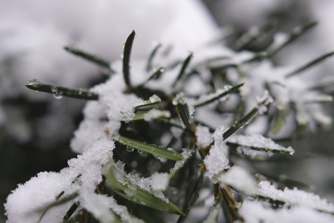 Dense frosty cannabis buds with trichome coverage on an indica strain