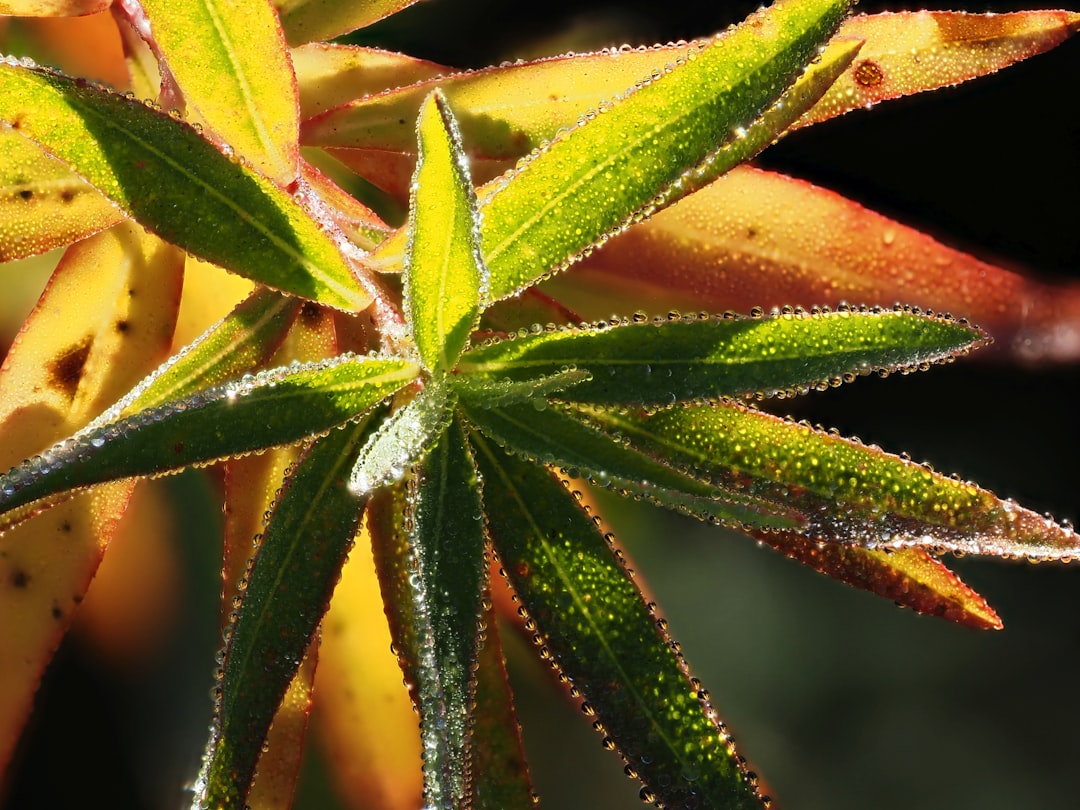 Macro close-up of cannabis plant trichomes glistening on flower