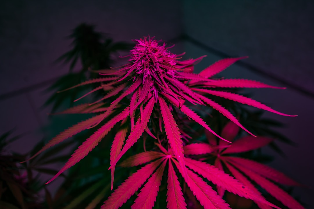 Premium cannabis plant showing vibrant purple colouration and dense bud structure