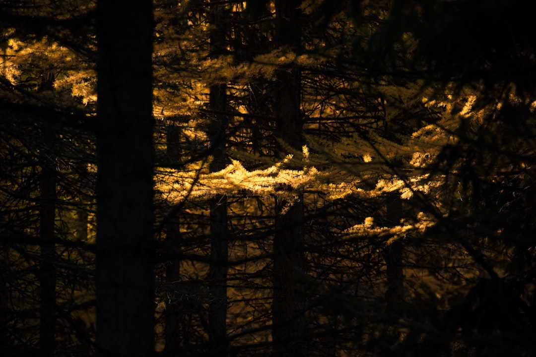 Sunlight filtering through pine forest representing pinene terpene notes in El Chapo cannabis