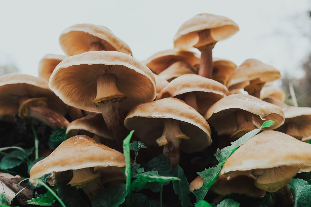 Cluster of brown mushrooms growing naturally among green leaves