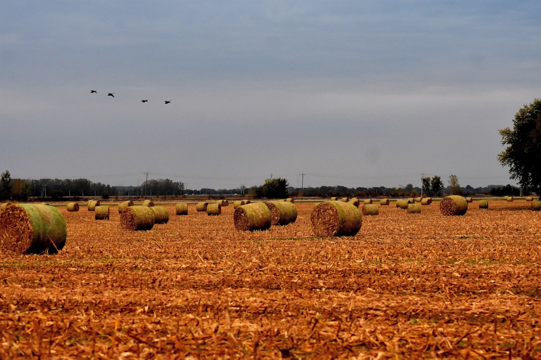 Hay bales in a golden agricultural field reminiscent of Delta BC farmland