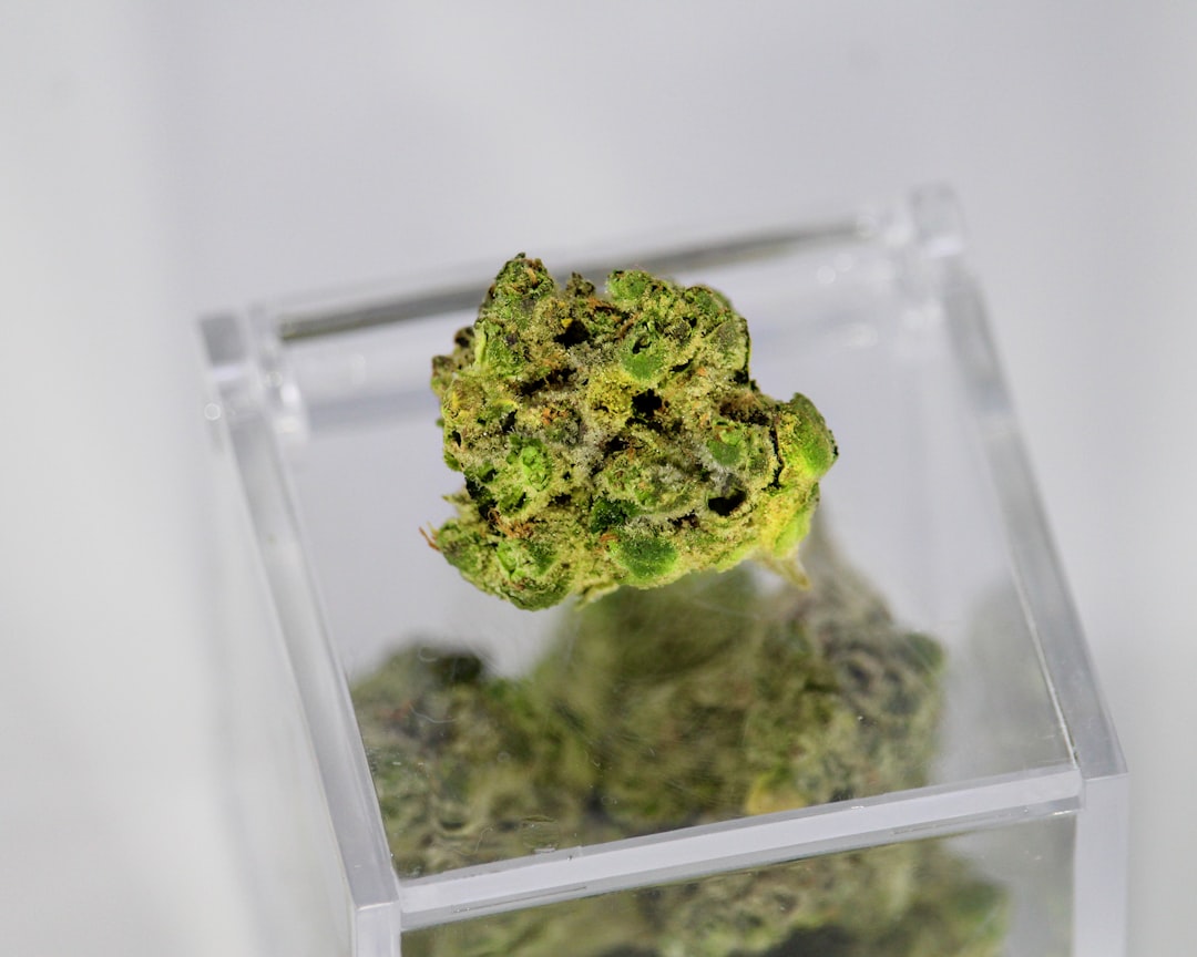Green cannabis buds displayed in a clear container ready for delivery