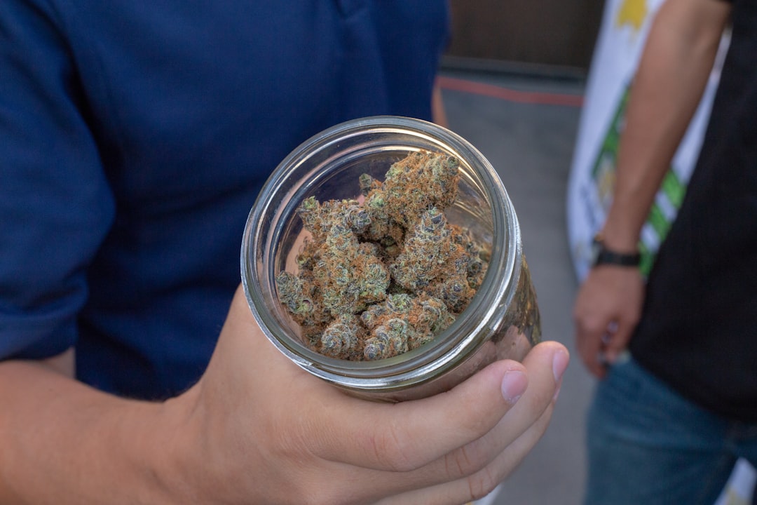 Examining cannabis flower quality in a glass jar to check freshness and trichome density