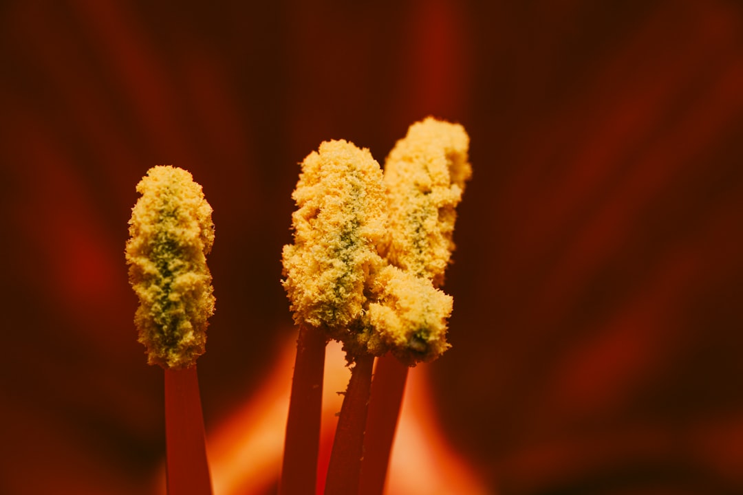 Detailed close-up of cannabis flower with visible trichomes and pistils