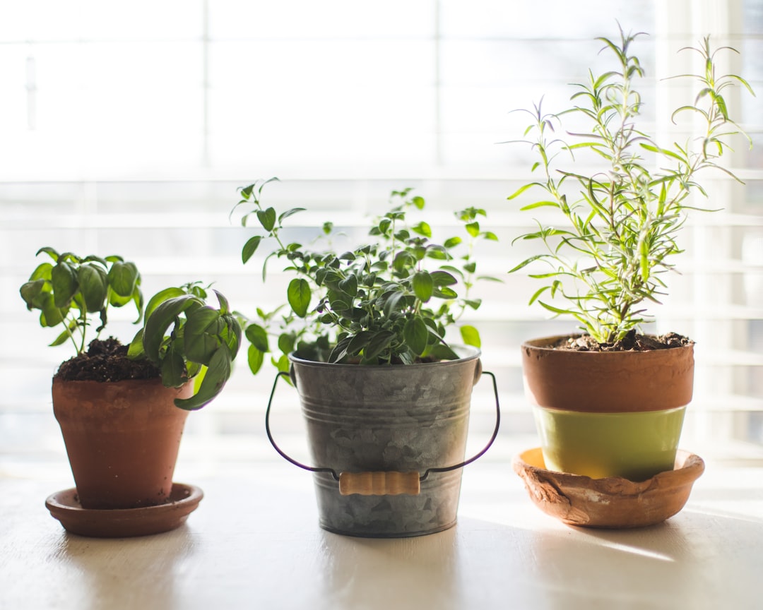 Three green potted plants thriving indoors representing home cannabis grow setup