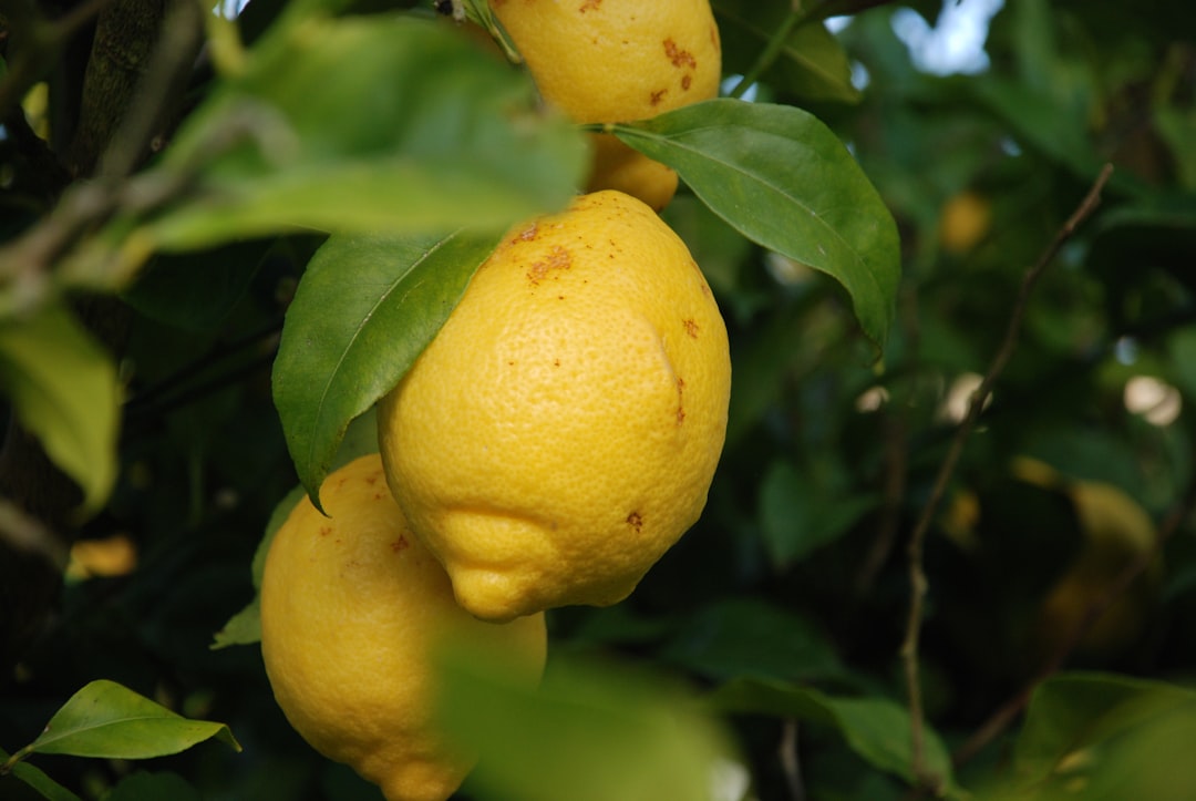 Fresh citrus fruits representing the lemon and limonene terpene profile of El Chapo cannabis