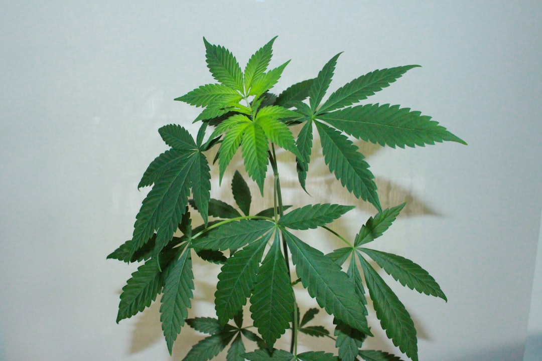 Lush green cannabis indica plant leaf used in hash production from strains like Skunk and Ed Rosenthal Super Bud