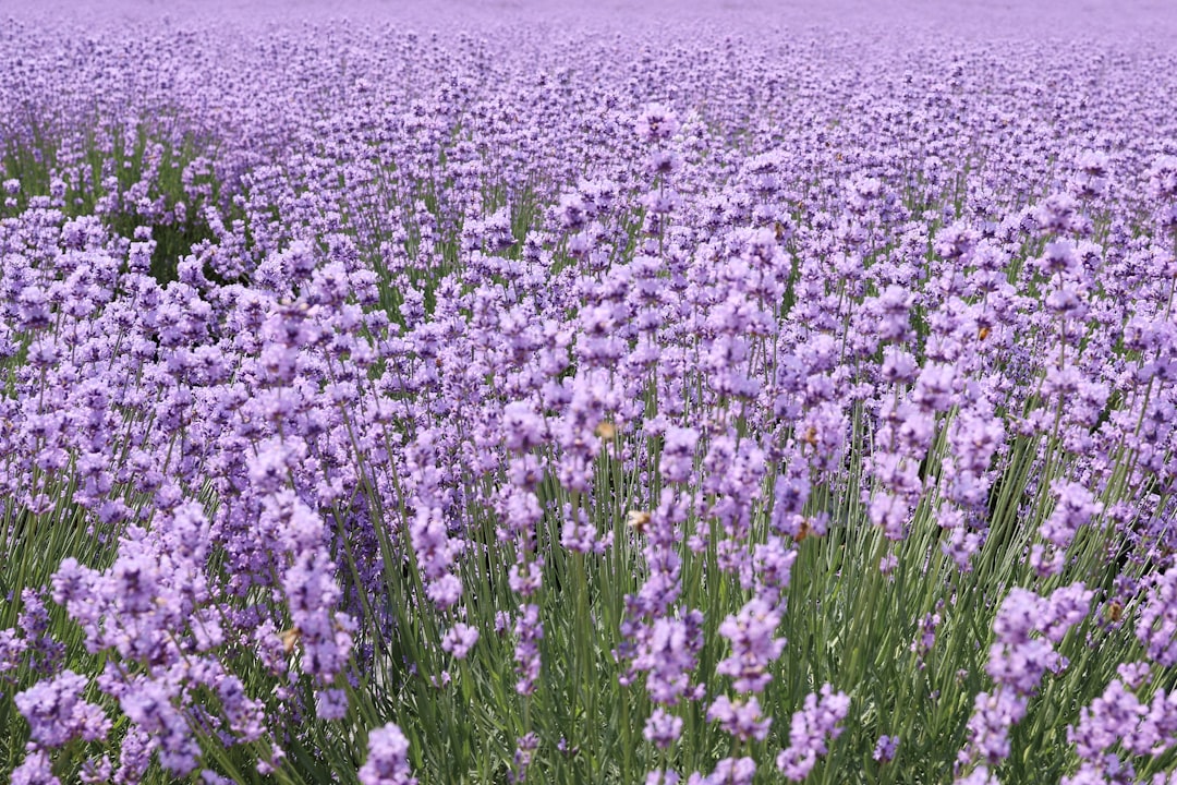 Lavender field blooming in shades of purple representing natural sleep and wellness remedies
