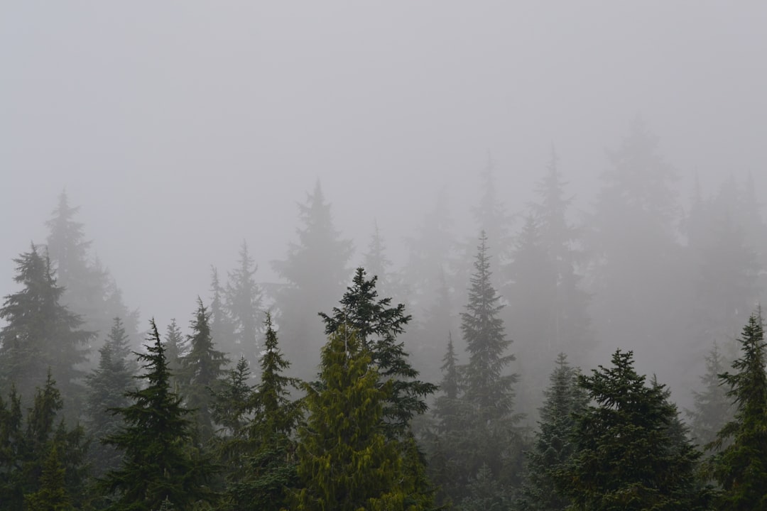 Green pine trees covered in morning fog evoking natural purity of BC cannabis culture