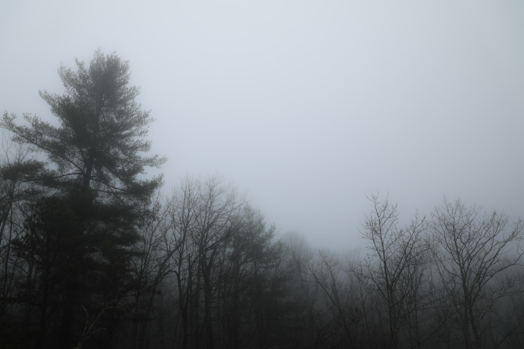 Foggy forest with trees representing the purity of solventless cannabis concentrates