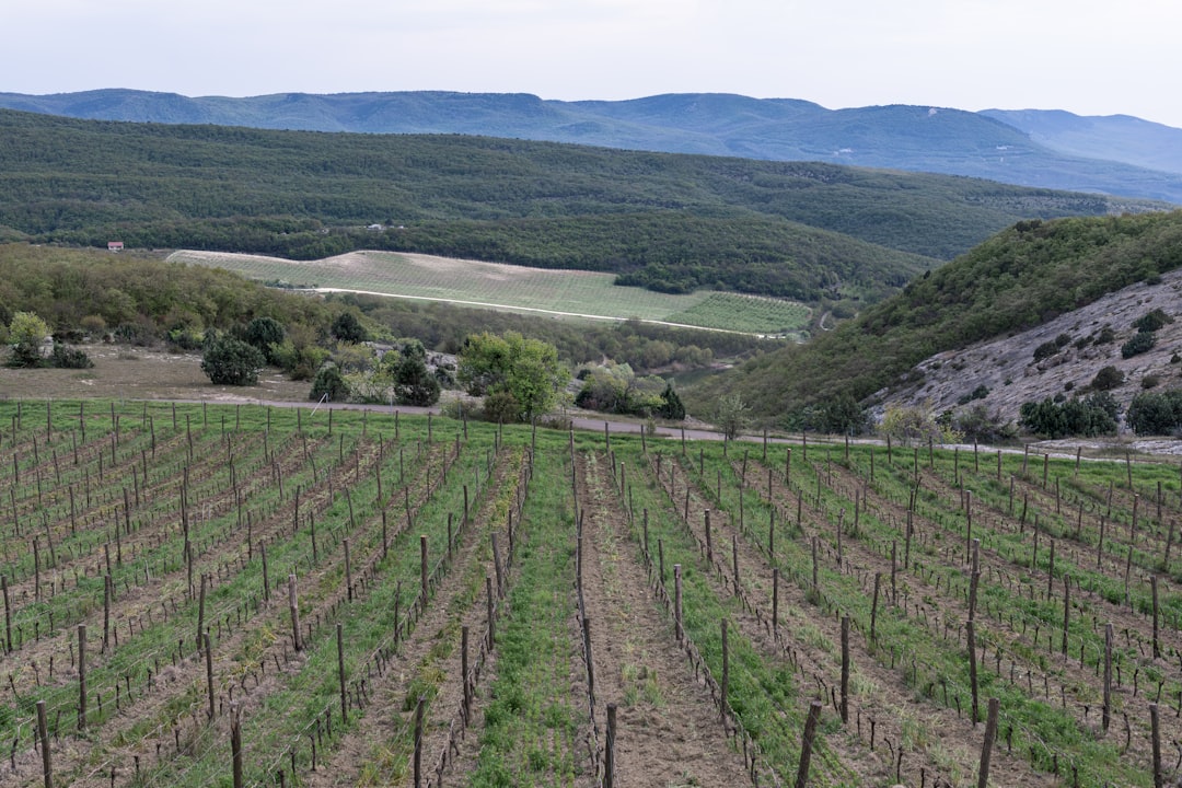 Vineyard rows leading to rolling green hills illustrating the concept of terroir in agriculture
