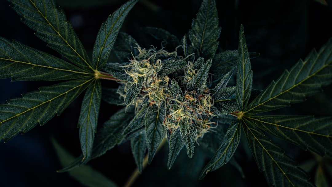 Close-up of a quality cannabis plant bud showing healthy leaves and dense flower structure